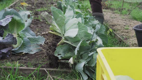 Harvesting White Cabbage in the Home Garden Before Winter