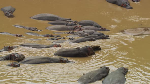 Mara River with hippopotamuses