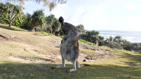 Animal behavior of a young Kangaroo grooming itself on a coastal headland.