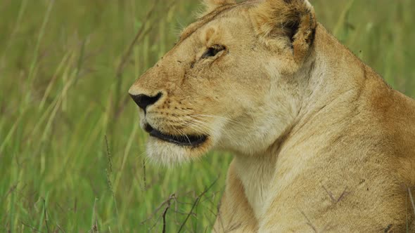 Close up of a focused lioness