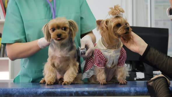 Yorkshire Terriers on Examination at Veterinary