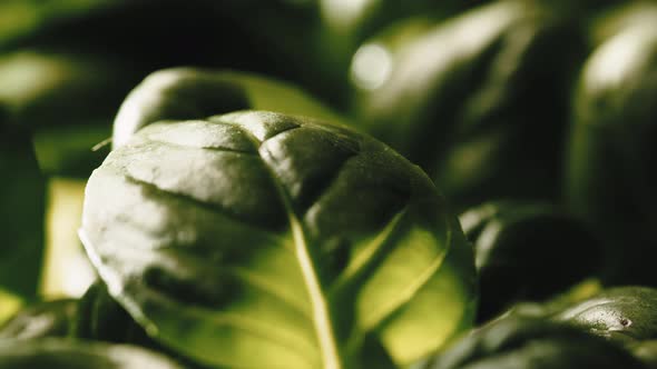 Basil Leaf Detail in an Aromatic Plant