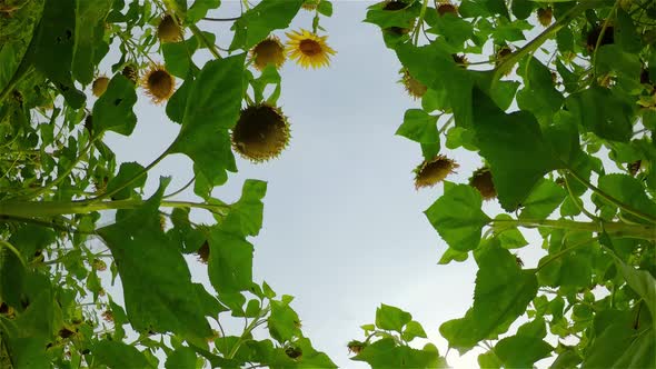 Summer Landscape with Sunflowers