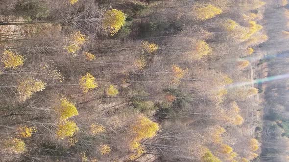 Vertical Video of the Forest on an Autumn Day Slow Motion