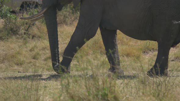 A walking elephant