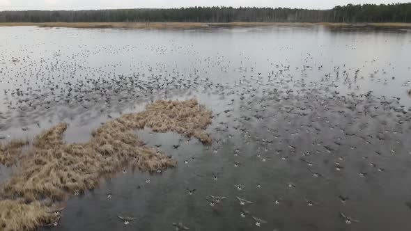 A Flock of Gray Geese on the Lake