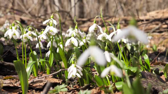 Snowdrop or Common Snowdrop Spring Flowers - Galanthus Nivalis