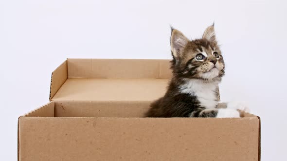 Cute Grey Kitten in a Cardboard Box Isolated on a White Background