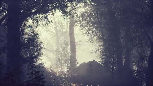 Sunbeams Entering Forest on a Misty Autumnal Morning