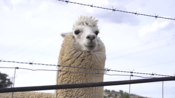 Cute White Llama Standing Behind The Barbed-Wire Fence At The Farm. Close Up
