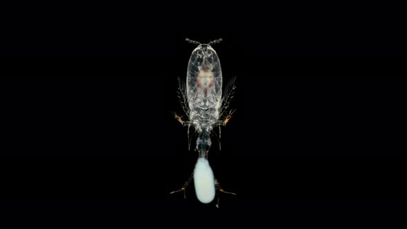 Calanoid Copepod, Family Corycaeidae Under a Microscope, Found in the Atlantic Ocean, in the Video