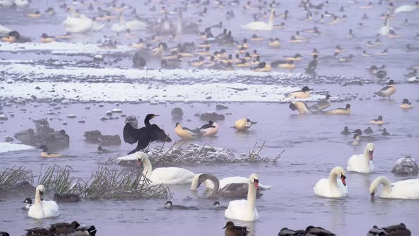 Plenty of Goosanders Mute Swans Mallards in the Cold Winter Morning Floating