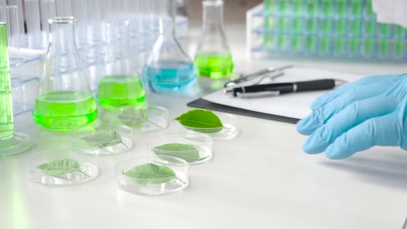 Close - a Gloved Researcher's Hands Drip a Genetic Preparation Onto Green Leaves in Petri Dishes. alt
