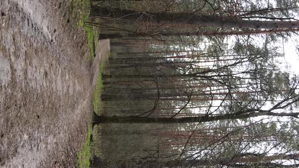 Vertical Video of a Road in the Forest Slow Motion