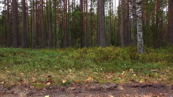 Landing a drone on a forest road on a cloudy day.