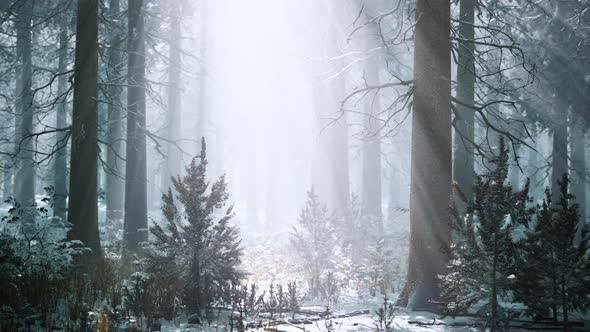 Pine Forest Illuminated By the Morning Sun on a Foggy Early Spring Day