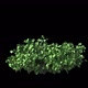 Growing Bush 02 - VideoHive Item for Sale