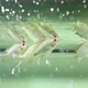 A flock of fish has surfaced and swallows air. Lack of oxygen. - VideoHive Item for Sale