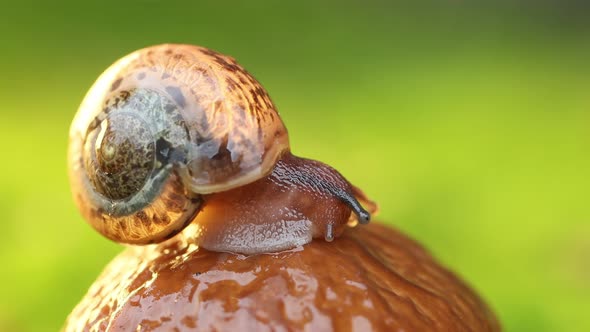 Close-up of a Snail Slowly Creeping in the Sunset Sunlight.