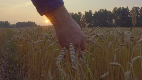 The agronomist checks the readiness of the crop.