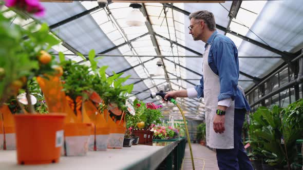 Confident grey haired florist man watering flowers