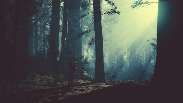 Black Tree Trunk in a Dark Pine Tree Forest