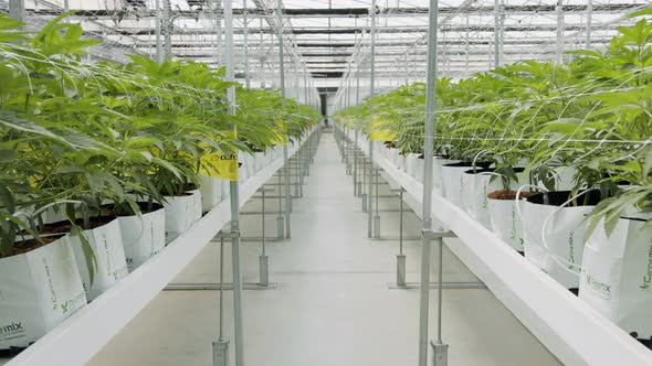 Medical Cannabis plants growing under controlled conditions in a large greenhouse