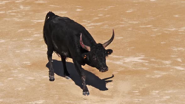 980611 Bull during a Camarguaise race, a sport in which participants try to catch award-winning attr