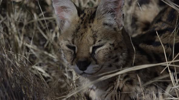 Serval cat sleeping in hot african heat afternoon