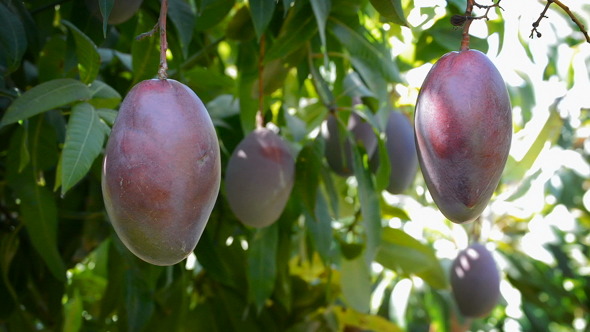 Mangoes in Tree 