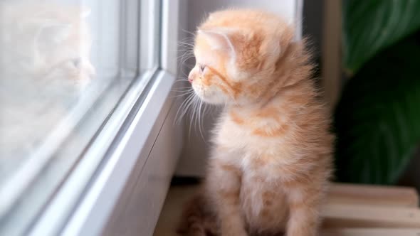 Small Red Ginger Tabby Kitten Sitting on the Window at Home and Looking Outside on Sunny Day