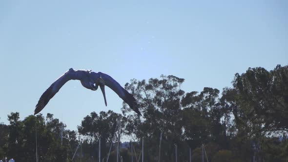 Diving Pelican