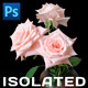 Pink Roses Isolated - GraphicRiver Item for Sale