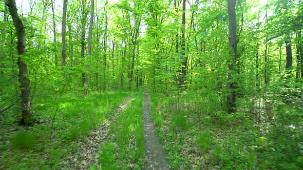 Walk Along the Path in Spring Forest