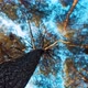 Sky Breaks Through Pine Tree Crowns - VideoHive Item for Sale