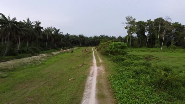 Move at the rural path in plantation