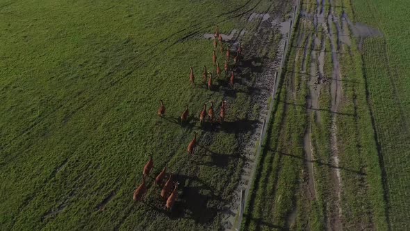 aerial reindeer running through mud and jumping over puddle 4k