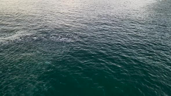 Aerial view of dolphins swimming in the ocean, Cape Town, South Africa.