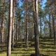 Pine forest in the sunny day - VideoHive Item for Sale