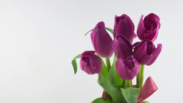 Opening of Beautiful Large Bouquet of Pink Tulips Flower on White Background