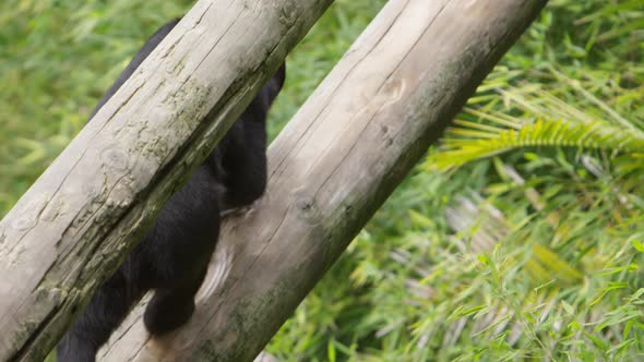 sun bear walks to top of log