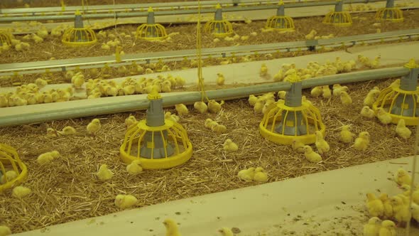 View of Little Baby Chicken Life in Modern Poultry Farm