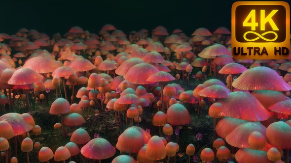 Psychedelic Magic Mushrooms Dancing In The Forest. Colorful Trippy Psilocybin Mushroom Wave. Vj Loop