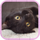 Cute Cats Puzzle - HTML5 Game Template - CodeCanyon Item for Sale
