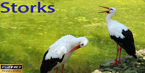 Storks