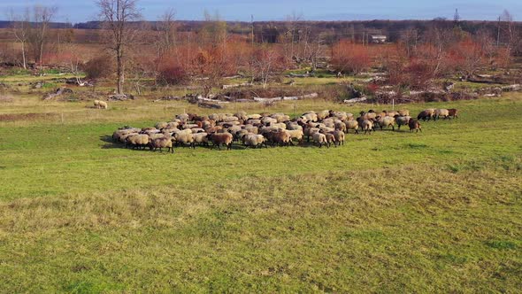 Sheep herd moving in the countryside. Group of domestic animals grazing on field in sunny day