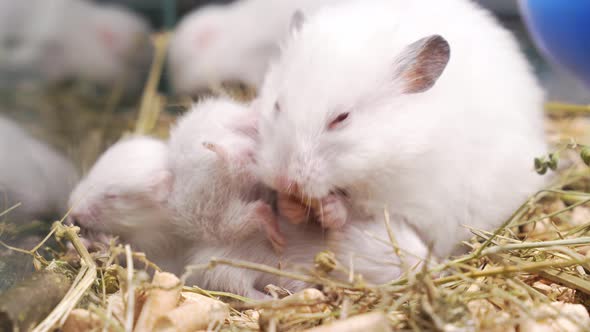 White Syrian Hamster with Toddlers in Cage