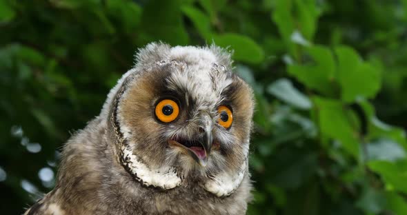 Long Eared Owl, asio otus, Portrait of Adult, Normandy in France, Slow motion 4K