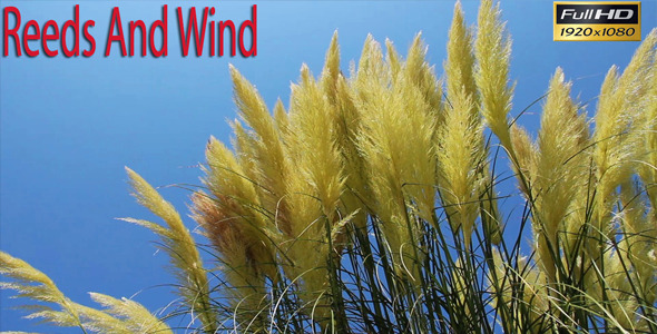 Reeds And Wind
