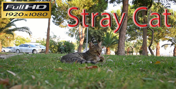 Stray Cat